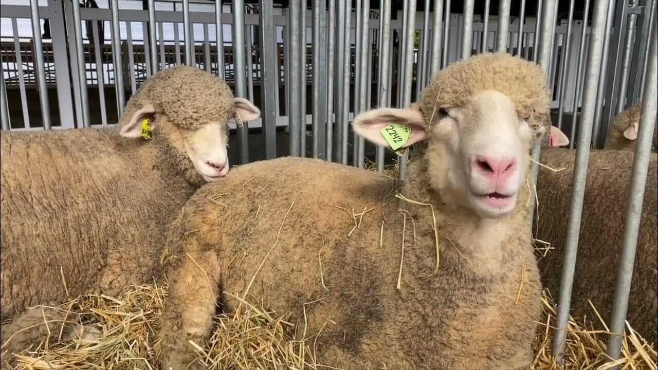 new york state sheep & wool festival
