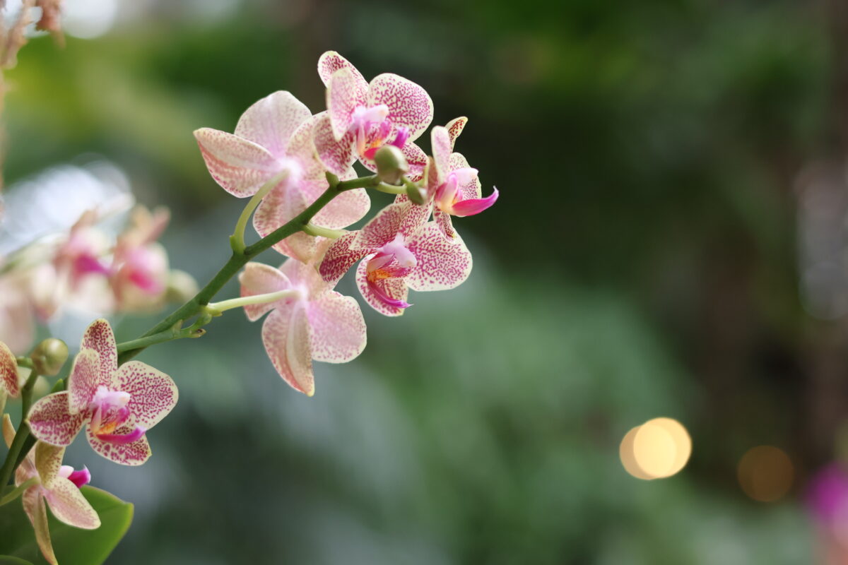 orchids at buffalo and erie county botanical gardens